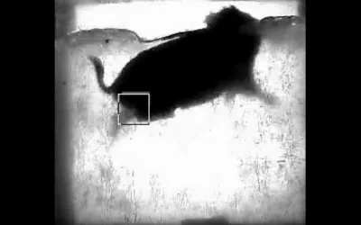 Que ne ferait-on pas pour passer devant les caméras de la SHEM ?