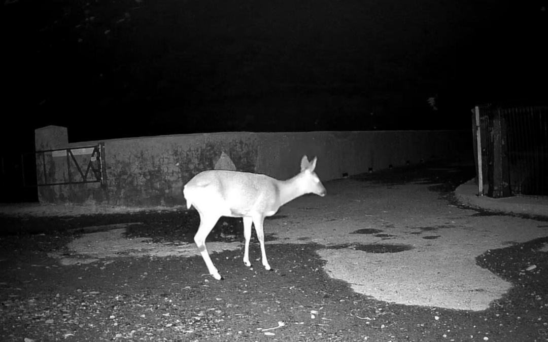 Film infrarouge sur un barrage de la SHEM : une fenêtre sur la vie sauvage