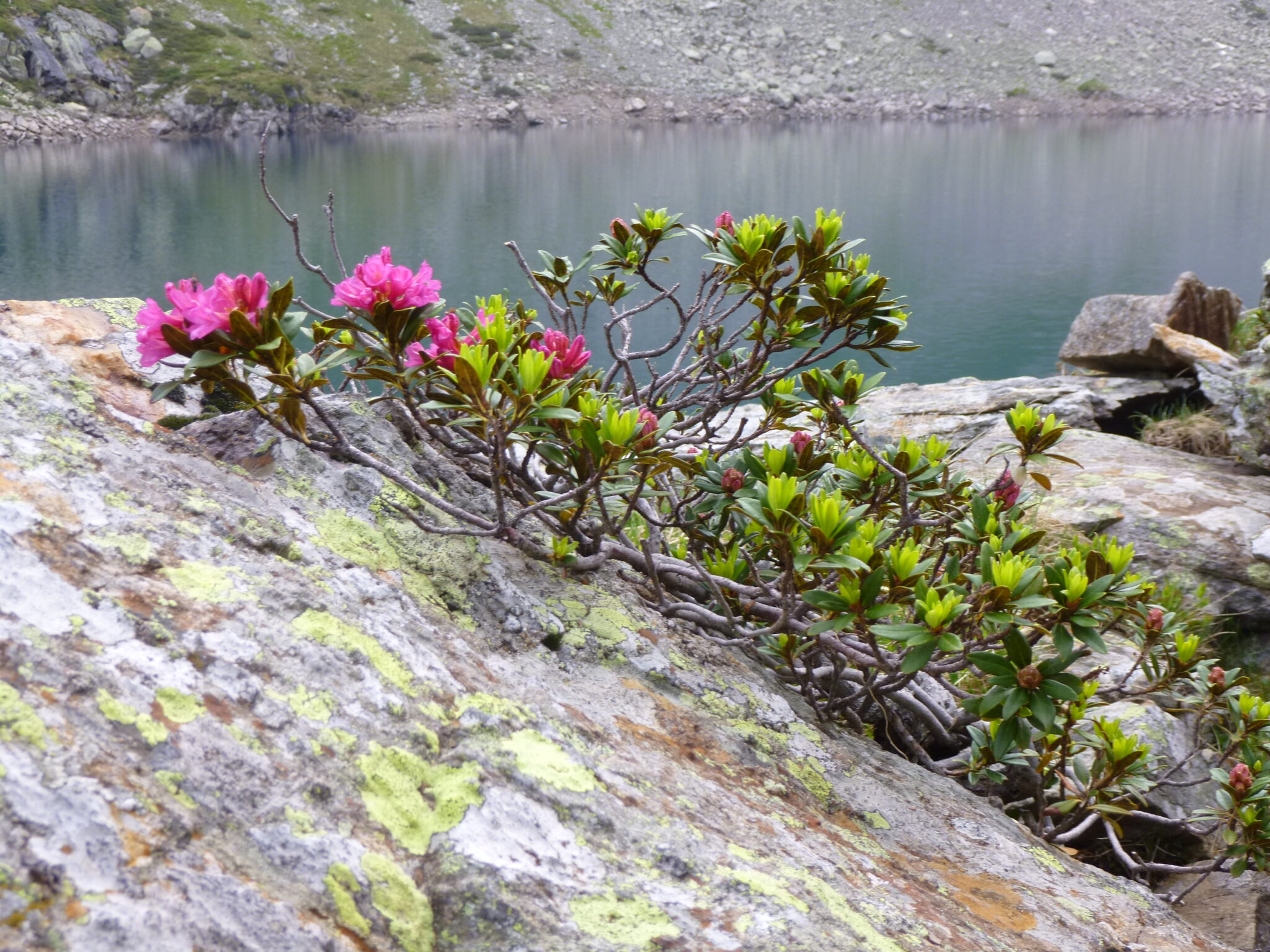 Tribune biodiversité Geneviève Viguier
