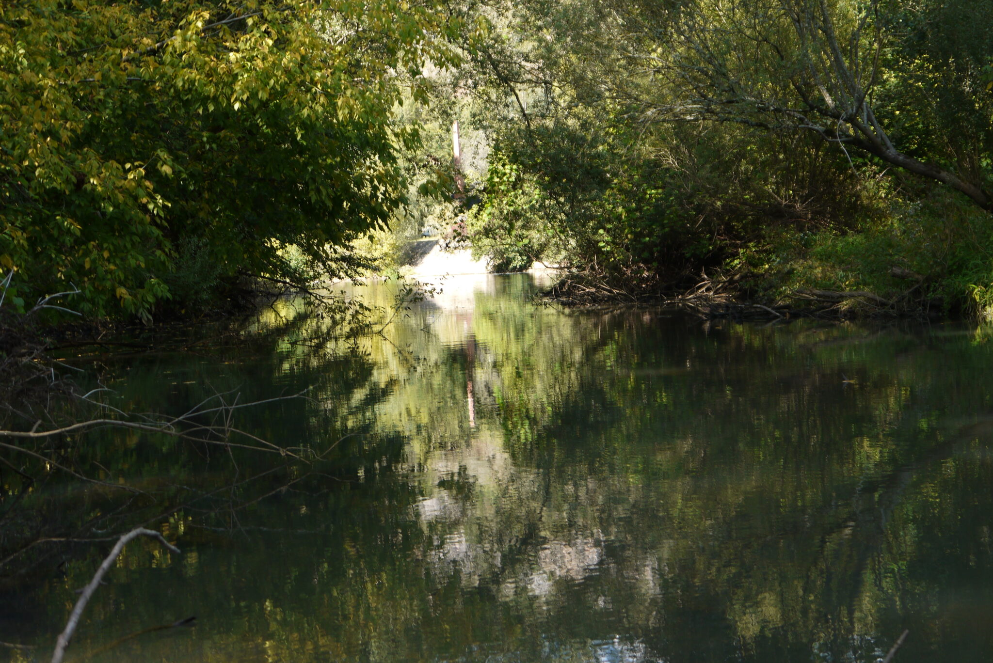 Tribune biodiversité Geneviève Viguier