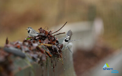 Derniers jours pour visiter l’exposition Piribus à Argeles-Gazost