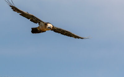 Vallée du Louron : la SHEM propose une exposition sur les oiseaux des Pyrénées.