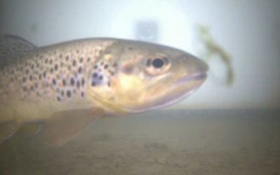 Le premier saumon 2019 repéré au barrage de Castet